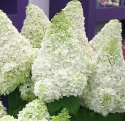 Hortensja bukietowa Polar Bear doniczka 3L