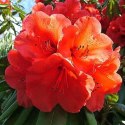 Azalia japońska Geisha Orange doniczka 2L
