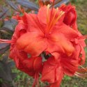 Azalia japońska Geisha Orange doniczka 2L