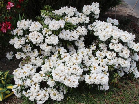 Azalia japońska Schneesturm doniczka 0,5L Azalia japońska Schneesturm doniczka 0,5L