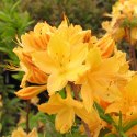 Azalia wielkokwiatowa Golden Lights doniczka 0,5L