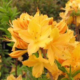 Azalia wielkokwiatowa Golden Lights doniczka 0,5L
