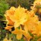 Azalia wielkokwiatowa Golden Lights doniczka 0,5L