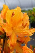 Azalia wielkokwiatowa Golden Lights doniczka 0,5L