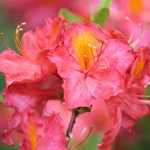 Azalia wielkokwiatowa Juanita doniczka 1L Azalia wielkokwiatowa Juanita doniczka 1L