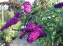 Budleja dawida Royal Red doniczka 2L
