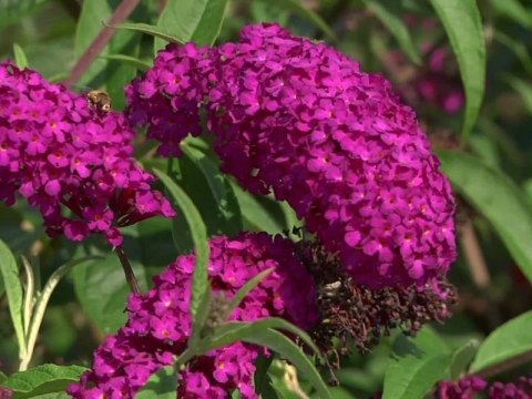 Budleja dawida Royal Red doniczka 2L Budleja dawida Royal Red doniczka 2L