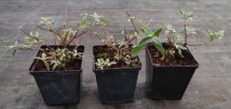 Budleja dawida Royal Red doniczka 1L