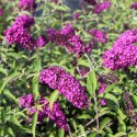 Budleja dawida Royal Red doniczka 1L