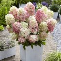 Hortensja bukietowa Diamantino doniczka 3L