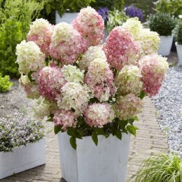 Hortensja bukietowa Diamantino doniczka 3L