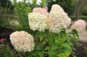 Hortensja bukietowa Diamantino doniczka 3L