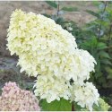 Hortensja bukietowa Diamantino doniczka 3L