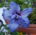 Hibiskus Blue Chiffon doniczka 1L
