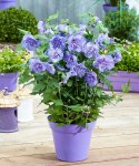 Hibiskus Blue Chiffon doniczka 1L