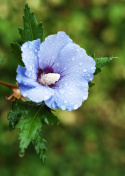 Hibiskus Blue Chiffon doniczka 1L