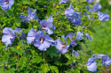 Hibiskus Blue Chiffon doniczka 1L