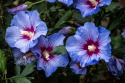 Hibiskus Blue Chiffon doniczka 1L