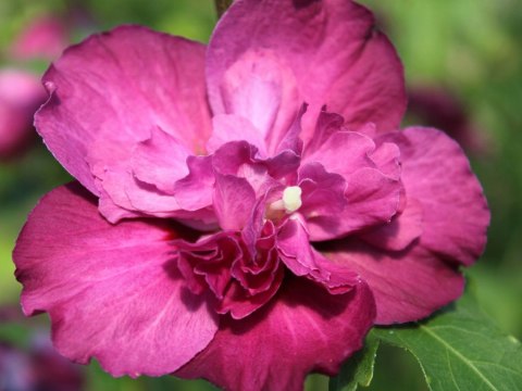 Hibiskus Sanchoyo doniczka 1L Hibiskus Sanchoyo doniczka 1L