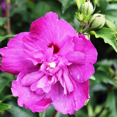 Hibiskus Sanchoyo doniczka 1L Hibiskus Sanchoyo doniczka 1L