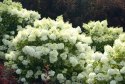 Hortensja bukietowa Bobo doniczka 3L Hortensja bukietowa Bobo doniczka 3L