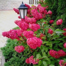 Hortensja bukietowa Fraise Melba doniczka 3L