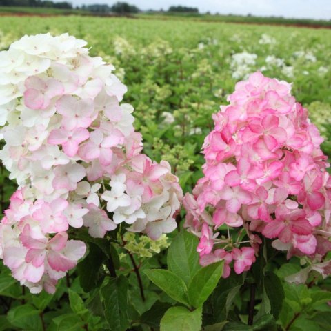 Hortensja bukietowa Fraise Melba doniczka 3L Hortensja bukietowa Fraise Melba doniczka 3L