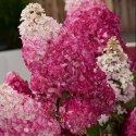 Hortensja bukietowa Fraise Melba doniczka 3L