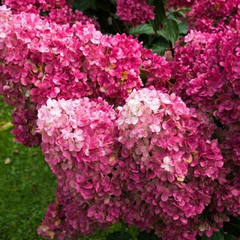 Hortensja bukietowa Fraise Melba doniczka 3L Hortensja bukietowa Fraise Melba doniczka 3L