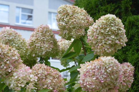 Hortensja bukietowa Grandiflora doniczka 3L Hortensja bukietowa Grandiflora doniczka 3L