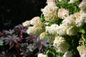 Hortensja bukietowa Grandiflora doniczka 3L