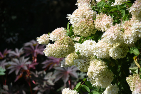Hortensja bukietowa Grandiflora doniczka 3L Hortensja bukietowa Grandiflora doniczka 3L