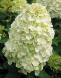 Hortensja bukietowa Hercules doniczka 3L