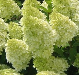 Hortensja bukietowa Limelight doniczka 3L
