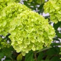 Hortensja bukietowa Limelight doniczka 3L