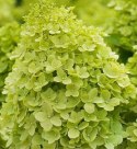 Hortensja bukietowa Limelight doniczka 3L