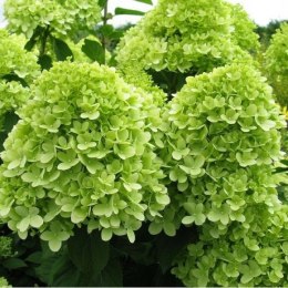 Hortensja Bukietowa Mojito doniczka 1 L