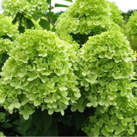 Hortensja Bukietowa Mojito doniczka 1 L Hortensja Bukietowa Mojito doniczka 1 L