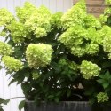 Hortensja Bukietowa Mojito doniczka 1 L