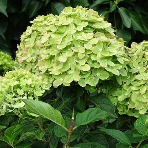 Hortensja Bukietowa Mojito doniczka 1 L Hortensja Bukietowa Mojito doniczka 1 L