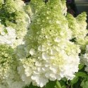 Hortensja bukietowa Magical Candle doniczka 5L