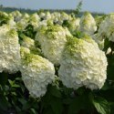 Hortensja Bukietowa Mont Blanc doniczka 1L