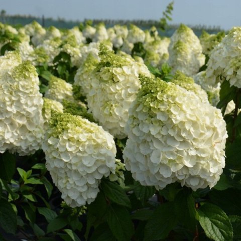 Hortensja Bukietowa Mont Blanc doniczka 1L Hortensja Bukietowa Mont Blanc doniczka 1L