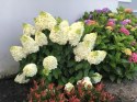 Hortensja Bukietowa Mont Blanc doniczka 1L