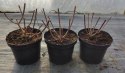 Hortensja bukietowa Pinky Winky doniczka 3L