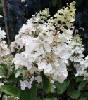 Hortensja bukietowa Pinky Winky doniczka 3L