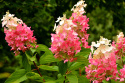 Hortensja bukietowa Pinky Winky doniczka 3L