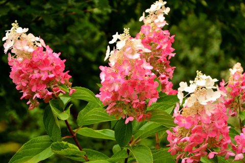 Hortensja bukietowa Pinky Winky doniczka 3L Hortensja bukietowa Pinky Winky doniczka 3L