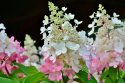 Hortensja bukietowa Pinky Winky doniczka 3L
