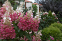 Hortensja bukietowa Pinky Winky doniczka 3L